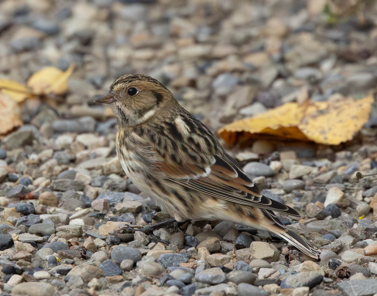 Lapland Longspur - ML641356046