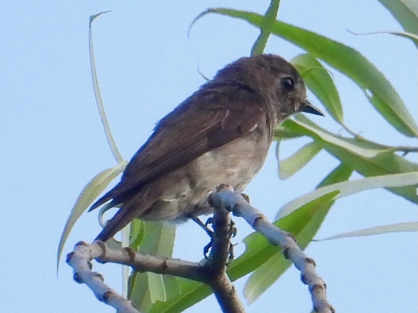 Euli-txori siberiarra - ML641356074