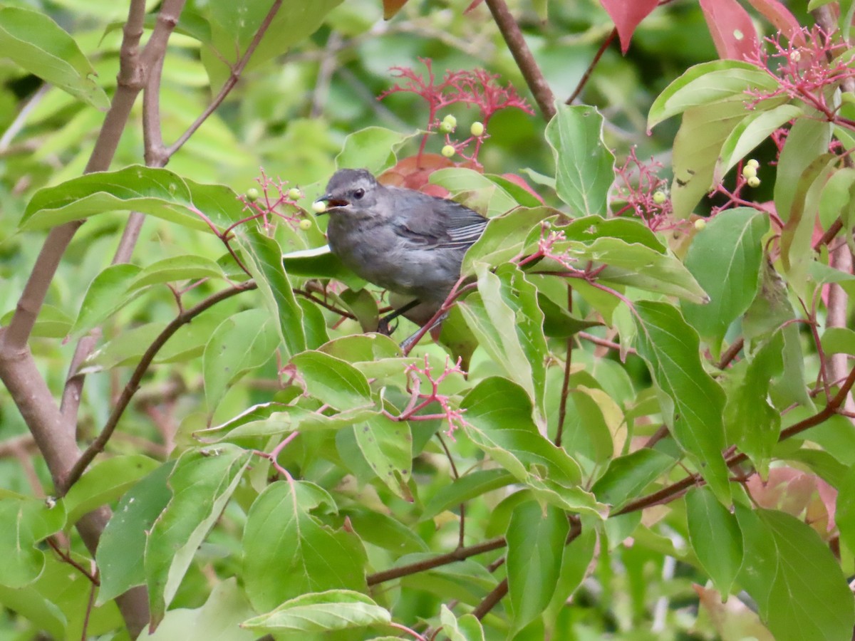 kattespottefugl - ML641356112