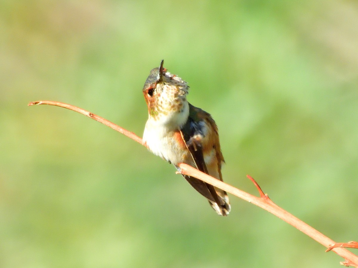 Rufous Hummingbird - ML641356117