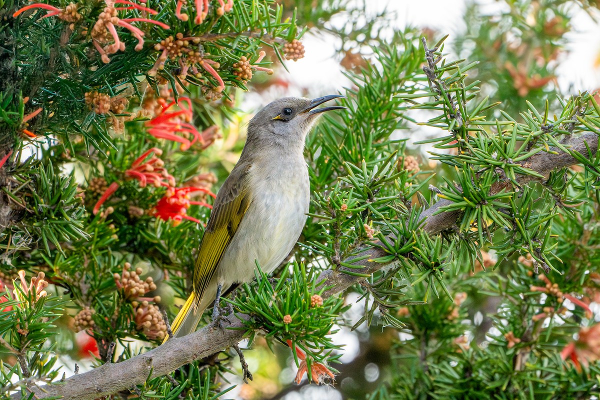 Brown Honeyeater - ML641356118