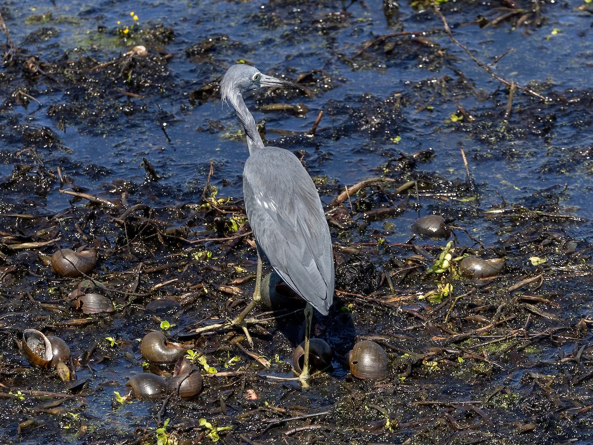 Little Blue Heron - ML641356122
