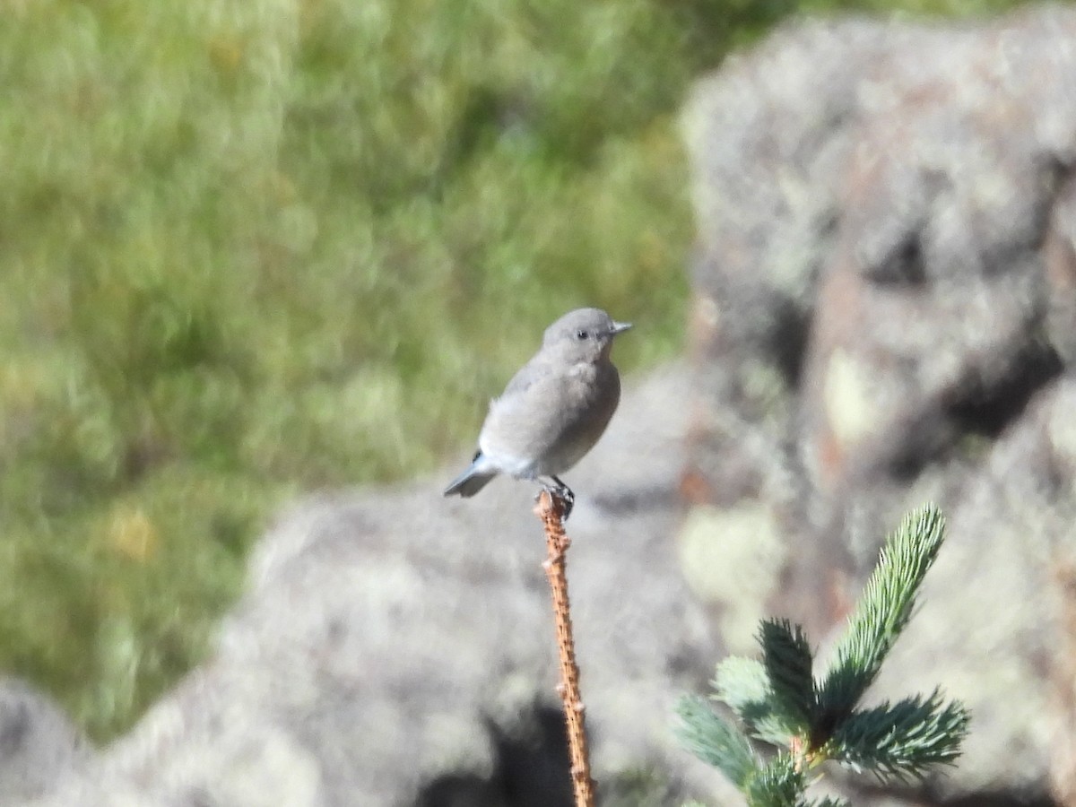 Mountain Bluebird - ML641356162