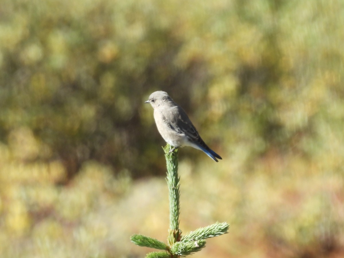 Mountain Bluebird - ML641356169
