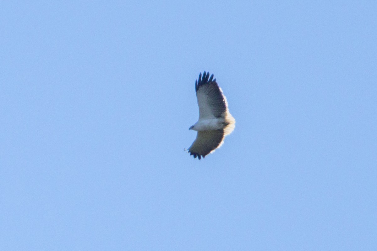 Mantled Hawk - ML641356185