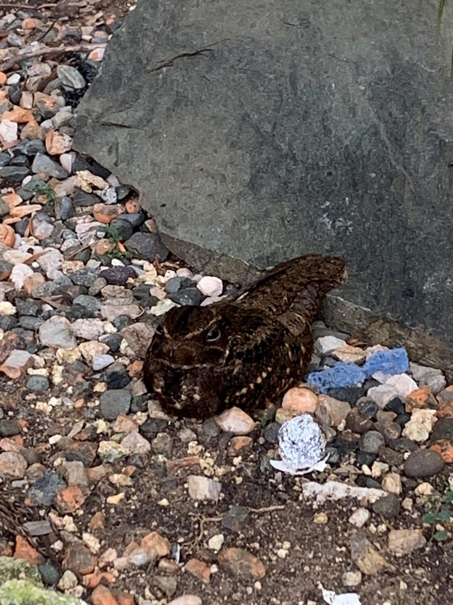 Chuck-will's-widow - ML641356215