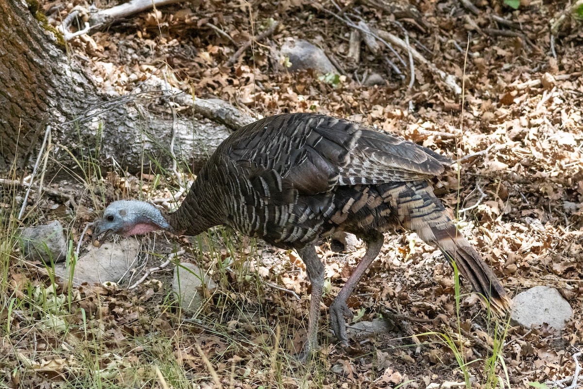 Wild Turkey - ML641356218