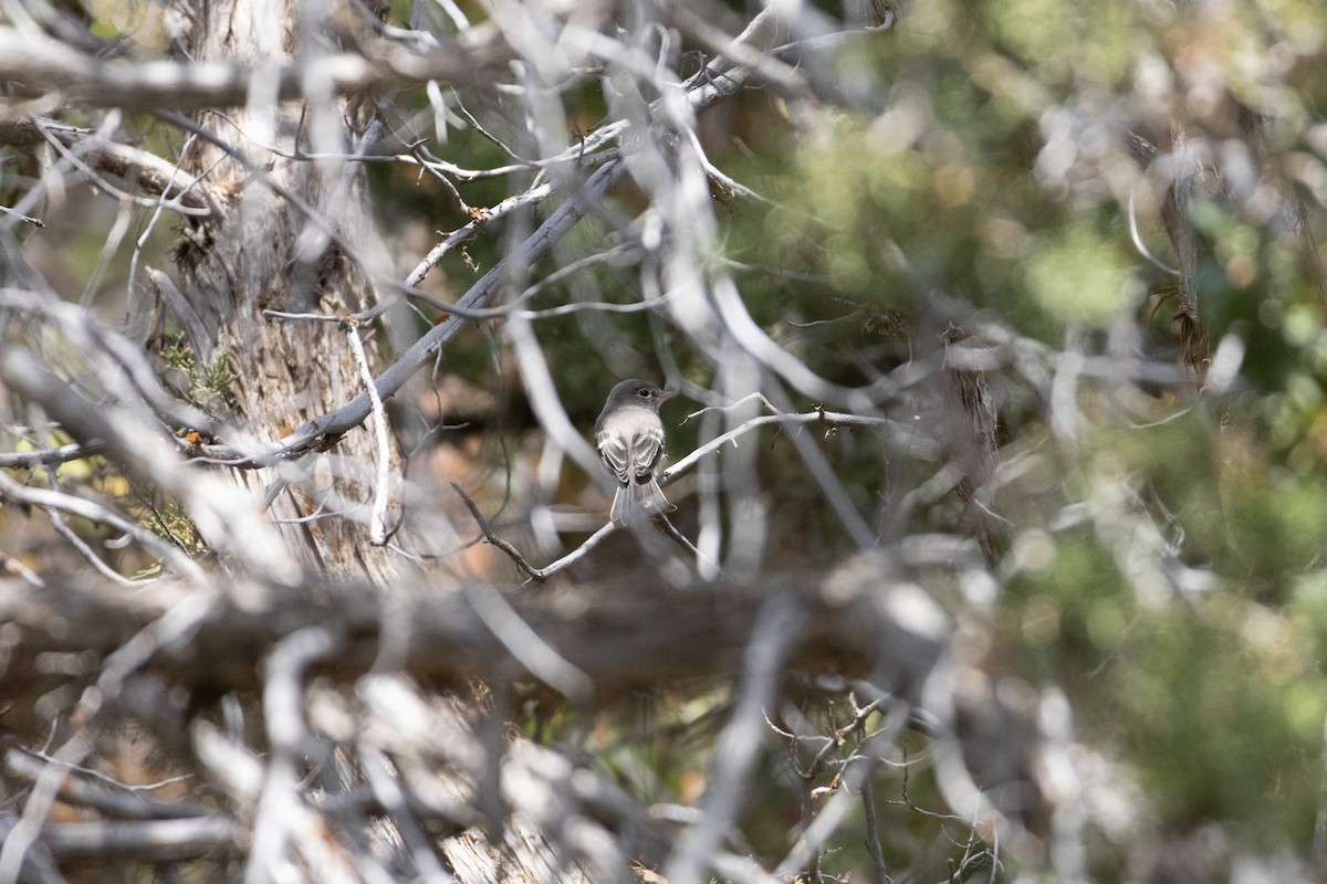 Gray Flycatcher - ML641356223