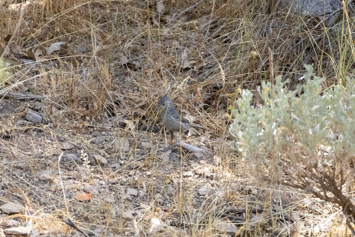 Juniper Titmouse - ML641356230