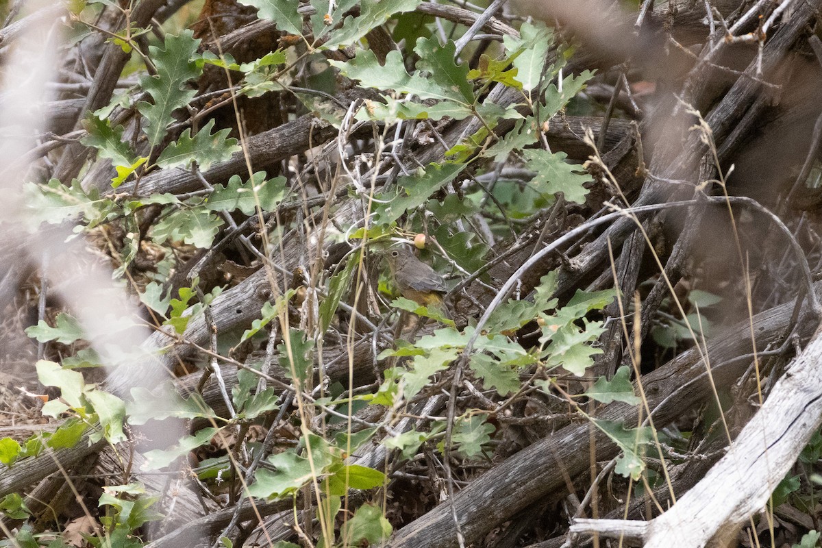 Virginia's Warbler - ML641356233