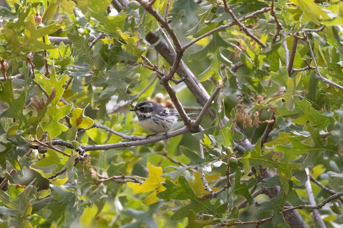 Black-throated Gray Warbler - ML641356239