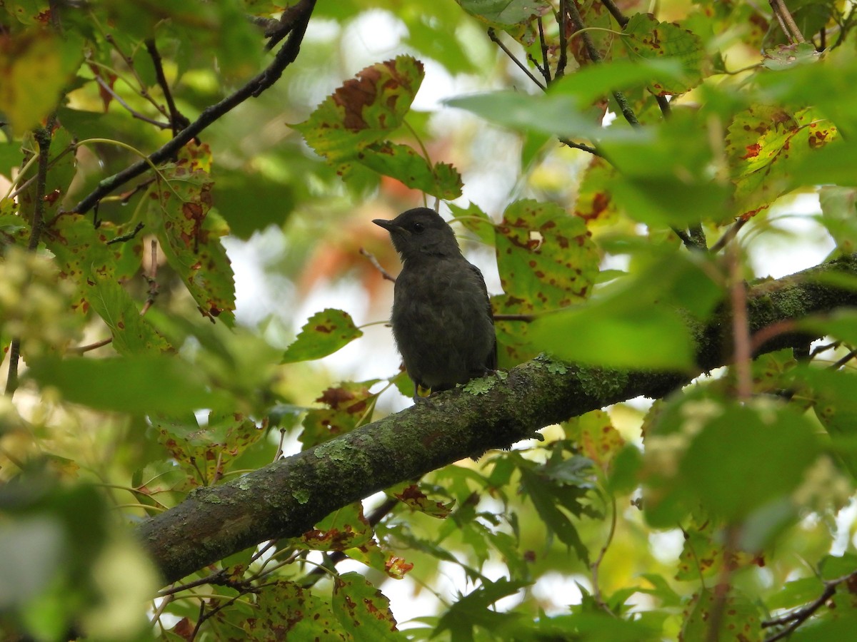 kattespottefugl - ML641356251