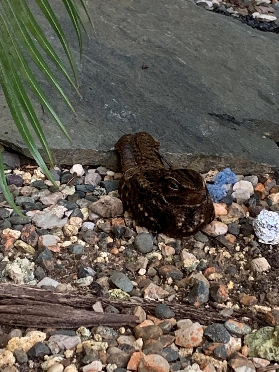 Chuck-will's-widow - ML641356261