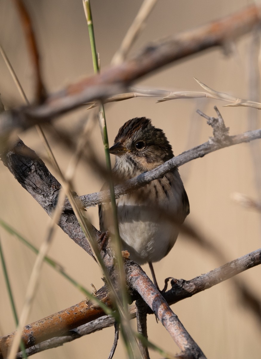 Lincoln's Sparrow - ML641356289