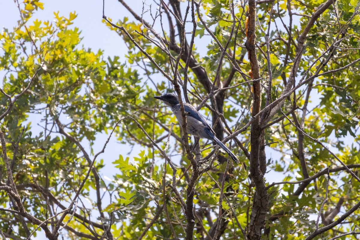 Woodhouse's Scrub-Jay - ML641356308