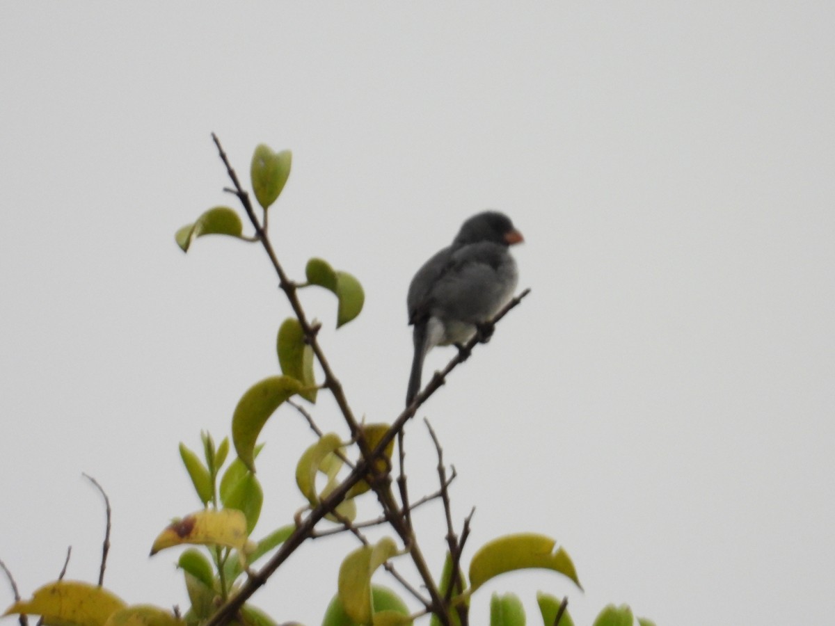 Gray Seedeater - ML641356315