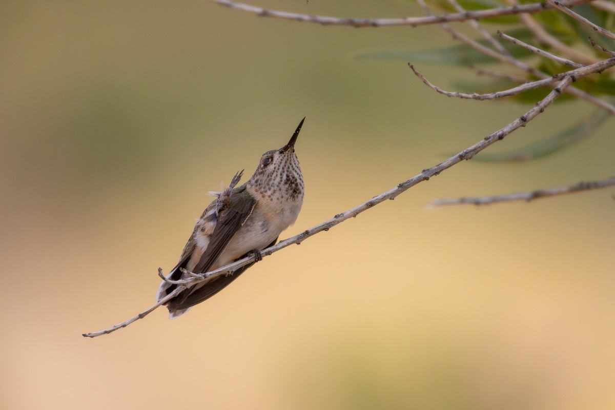 Calliope Hummingbird - ML641356383