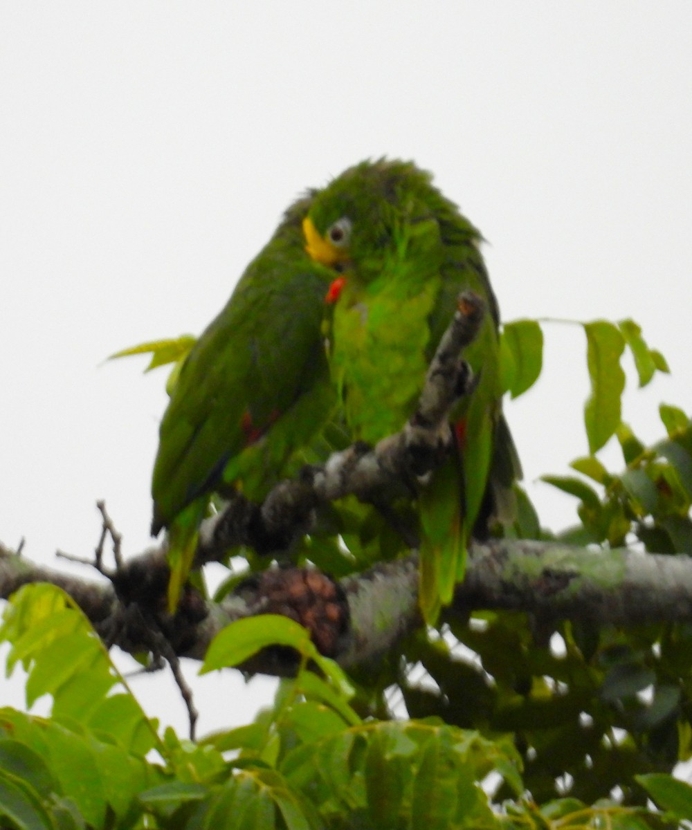 キビタイボウシインコ - ML641356432