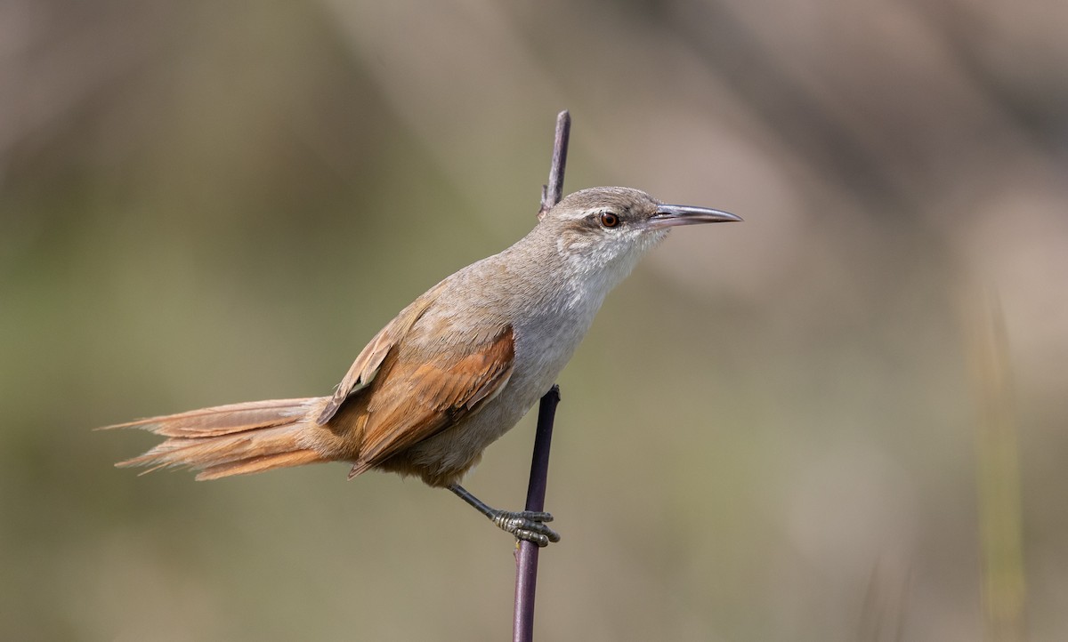Straight-billed Reedhaunter - ML641356472