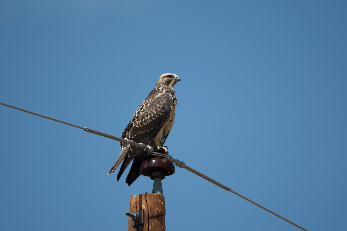 Swainson's Hawk - ML641356502