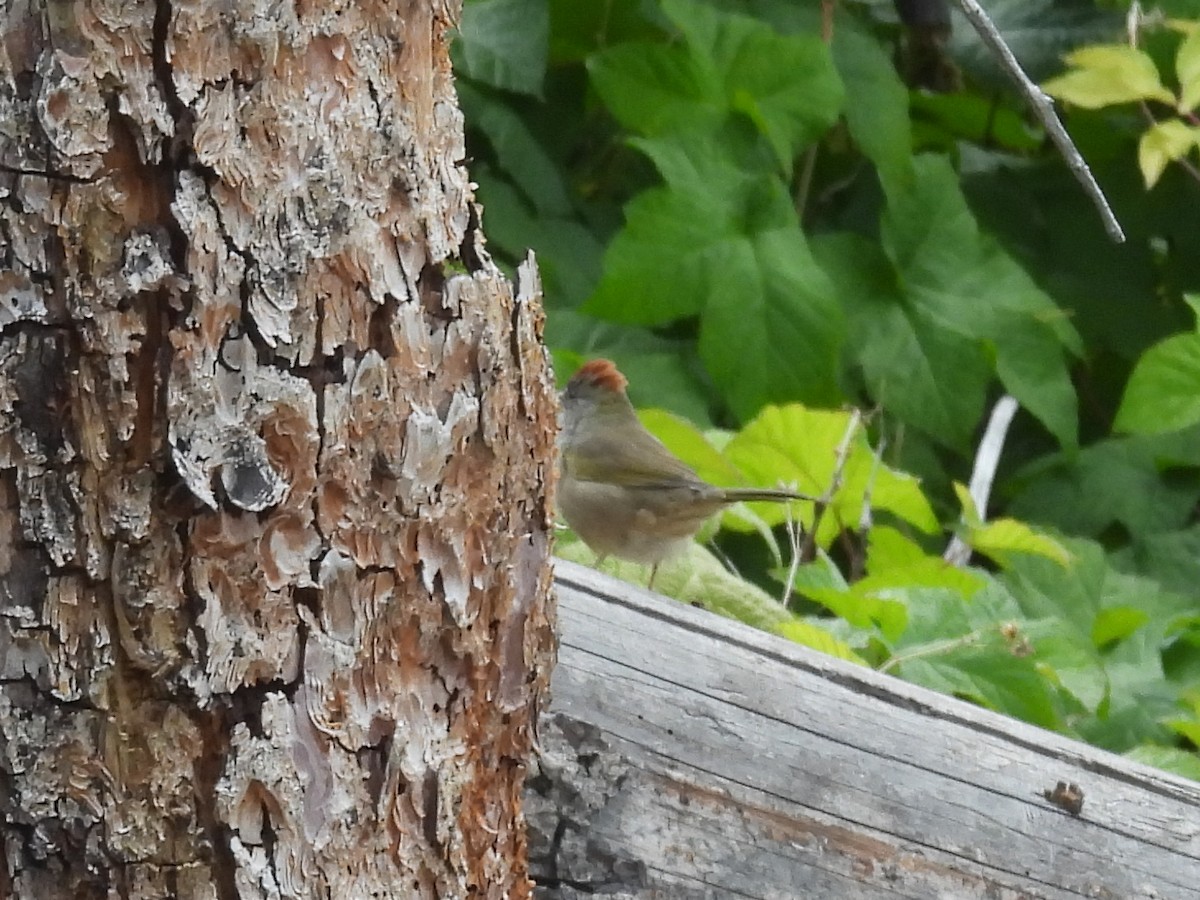 Green-tailed Towhee - ML641356518