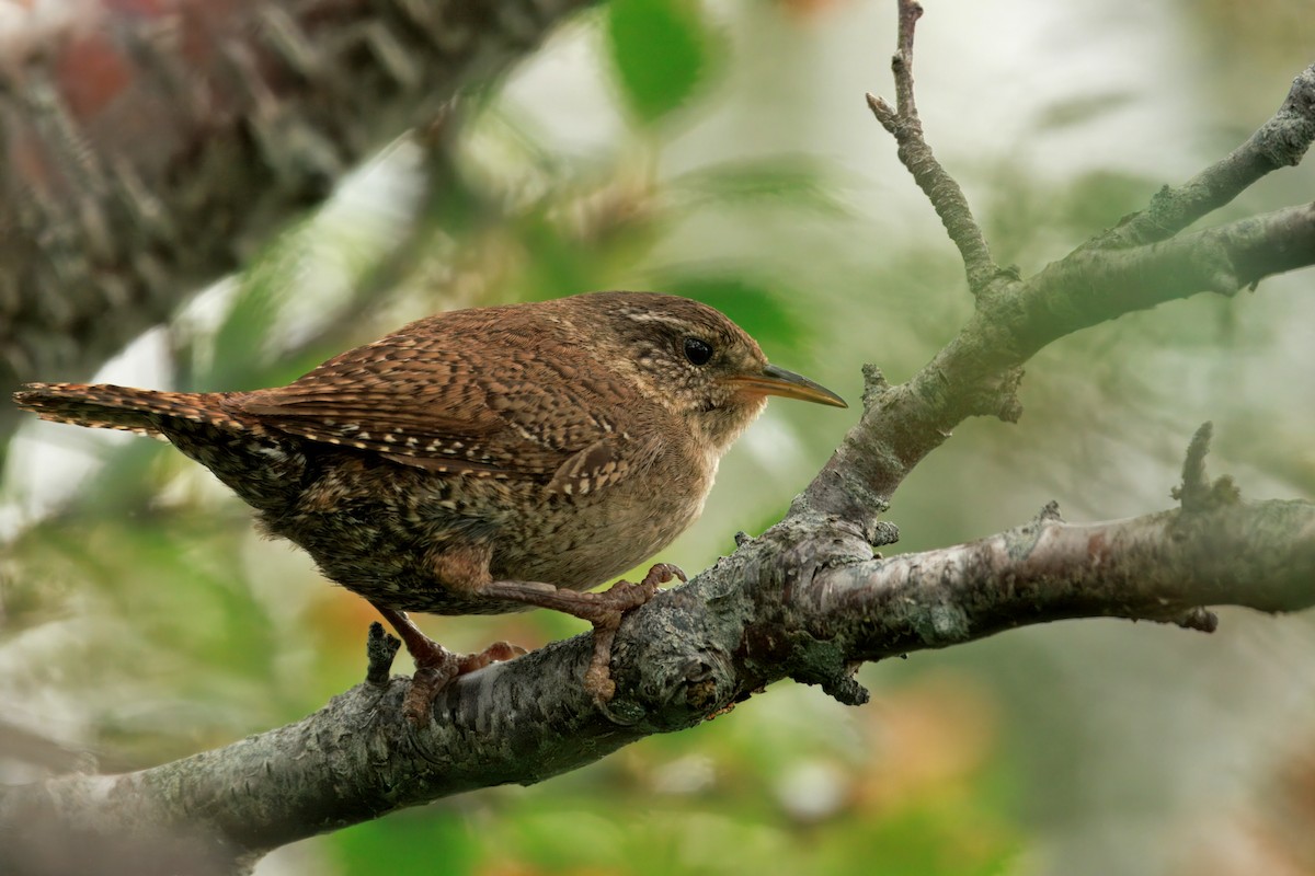 Eurasian Wren (Iceland) - ML641356533