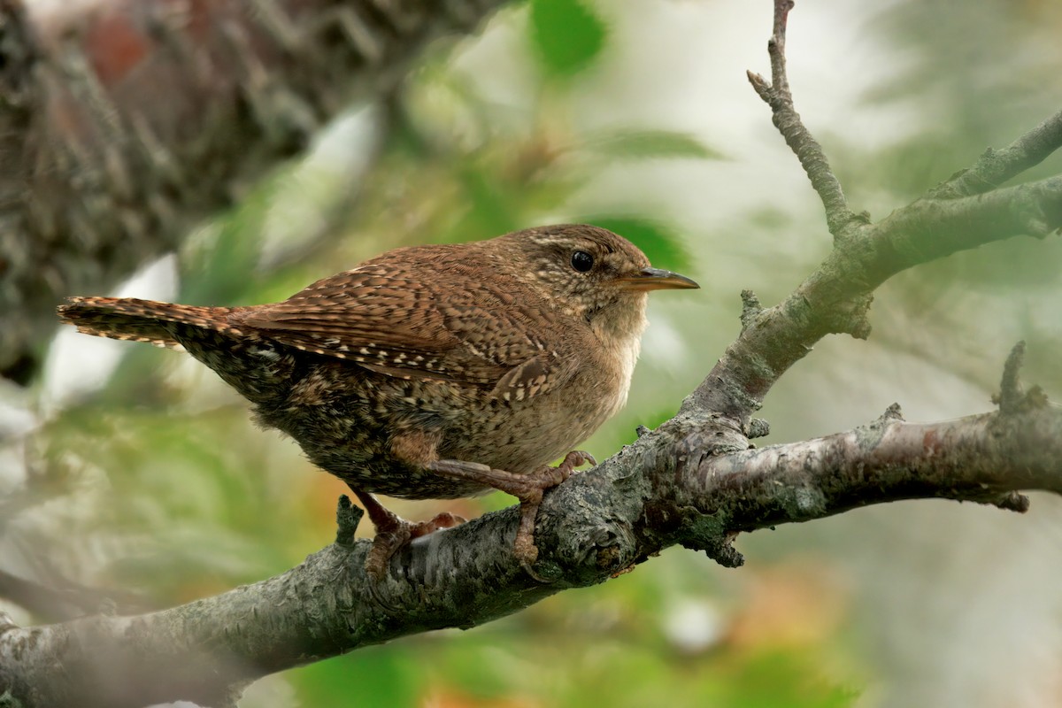 Eurasian Wren (Iceland) - ML641356534