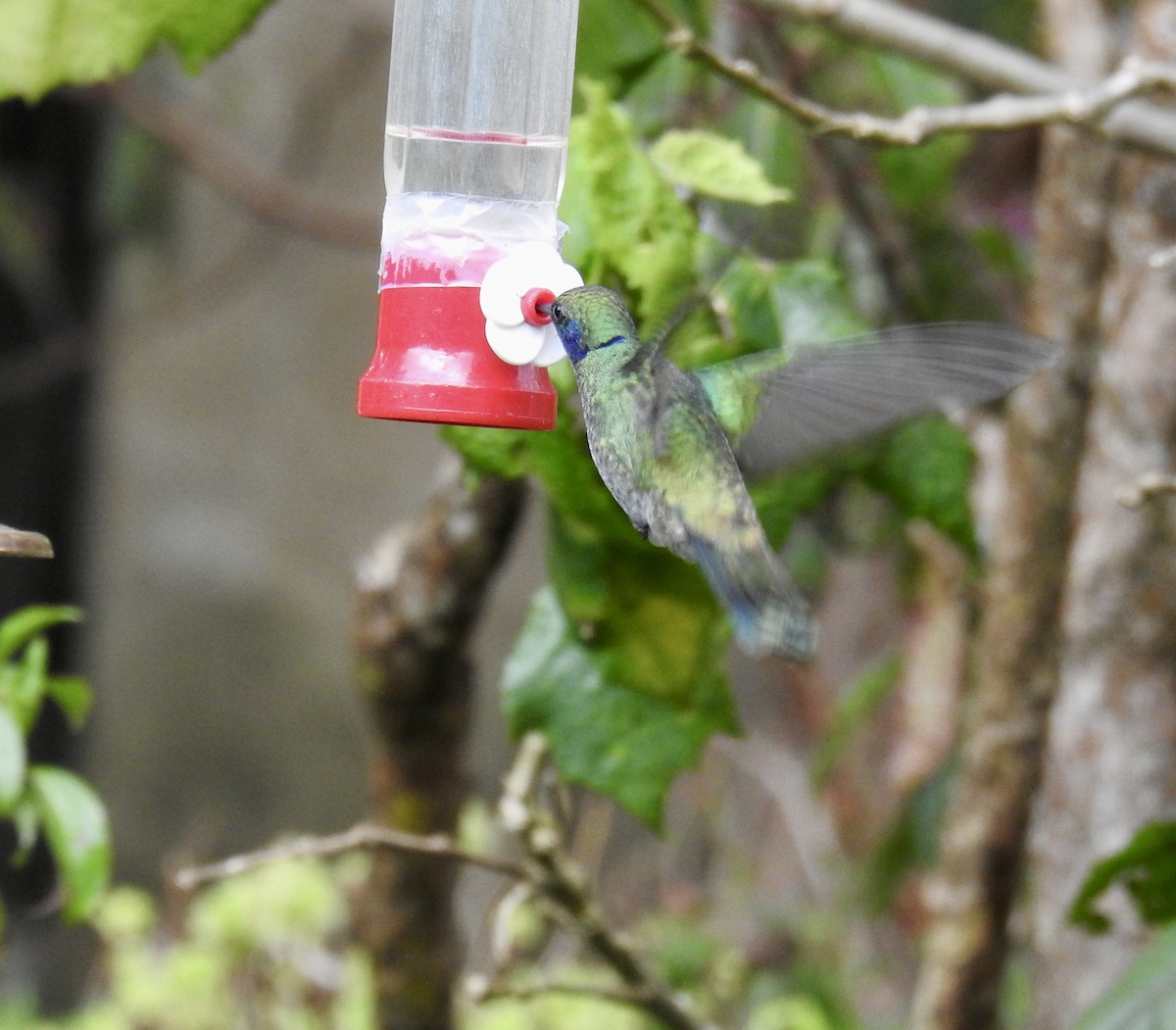 Colibrí Verdemar Menor - ML641356542