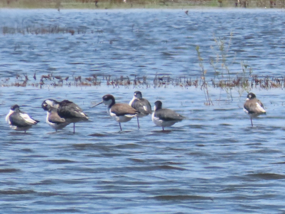 Black-necked Stilt - ML641356568