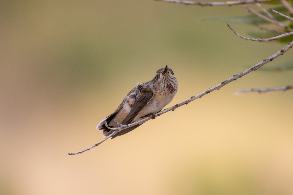 Calliope Hummingbird - ML641356570