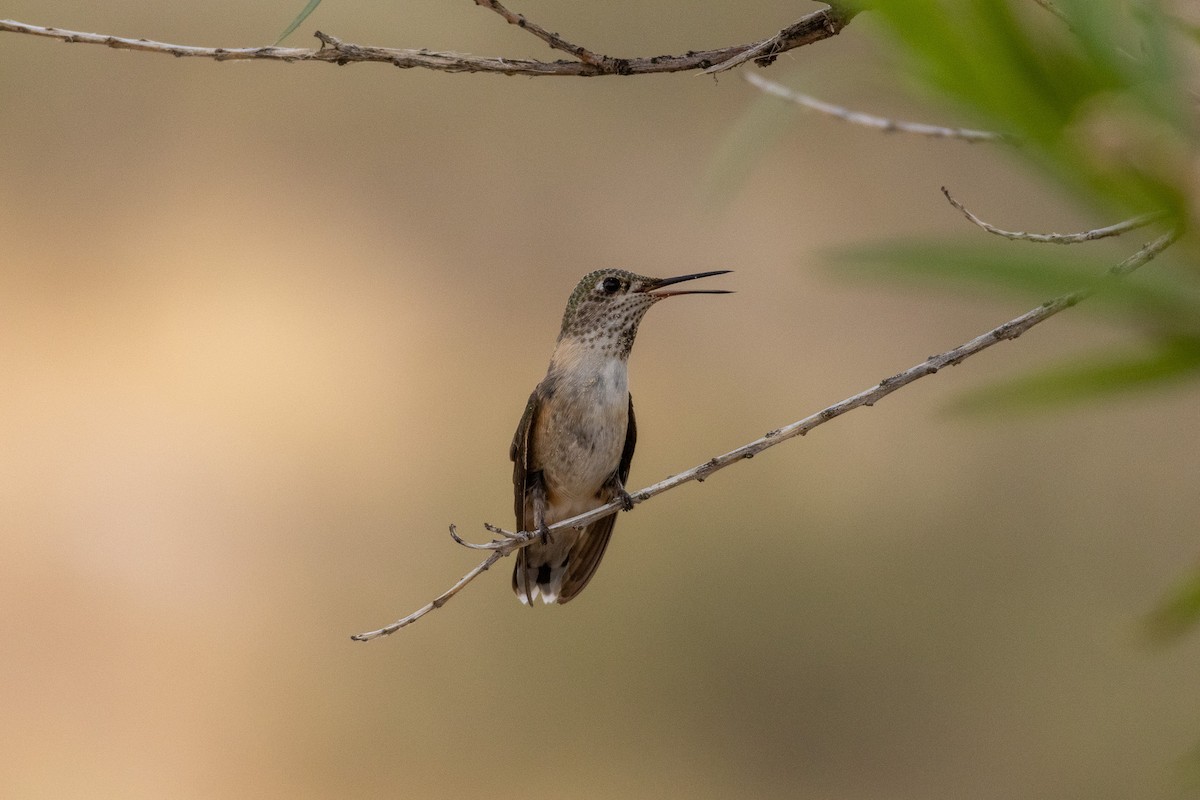 Calliope Hummingbird - ML641356585