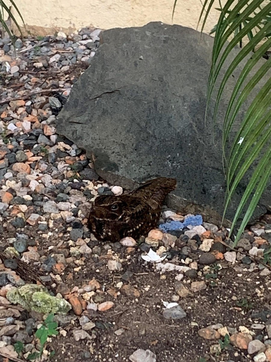 Chuck-will's-widow - ML641356614