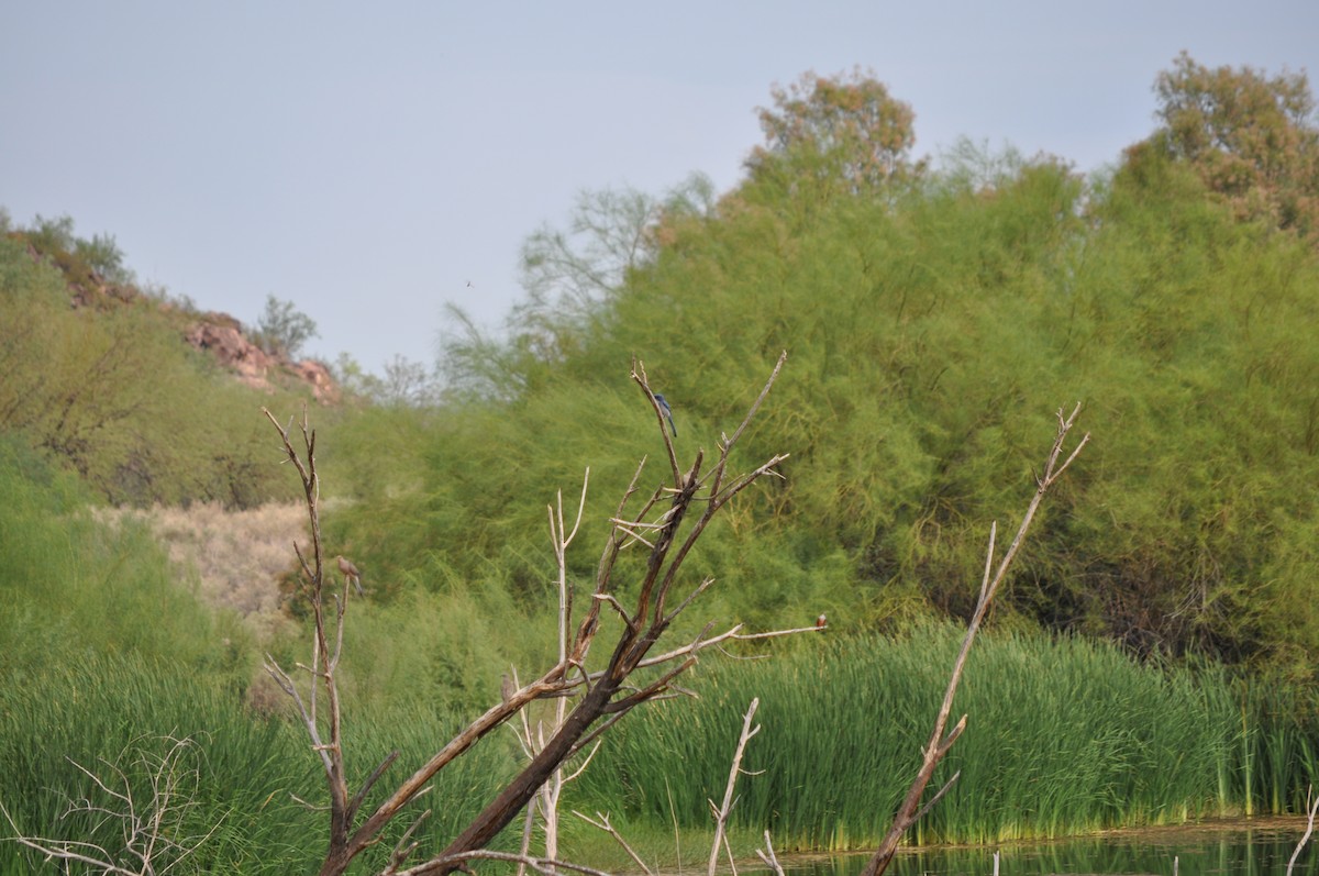 Woodhouse's Scrub-Jay - ML641356647