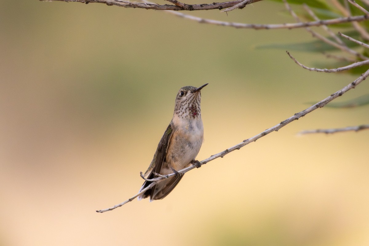 Calliope Hummingbird - ML641356651