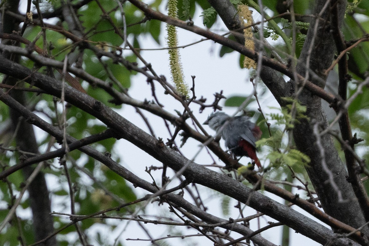 Lavender Waxbill - ML641356660