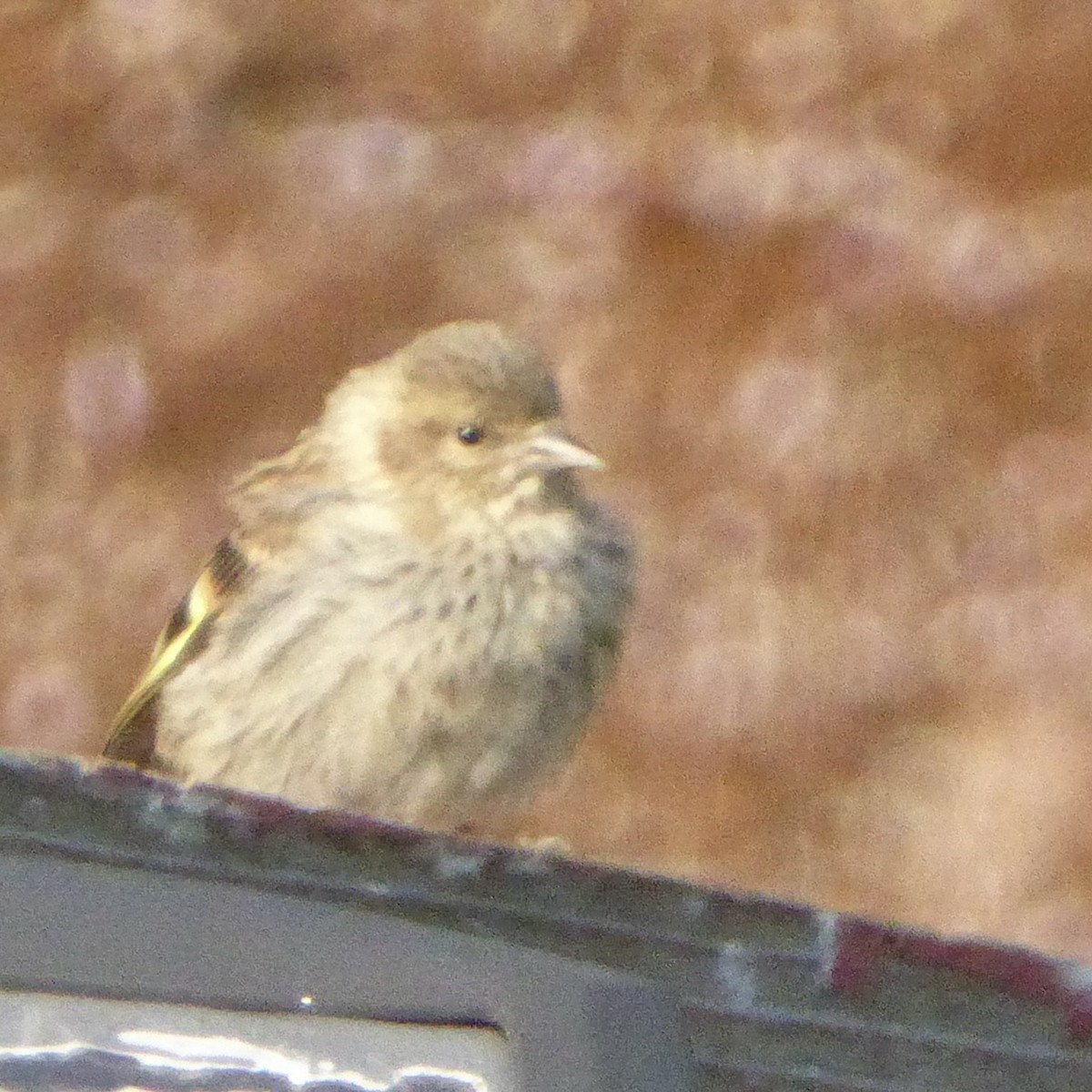 Pine Siskin - ML641356668