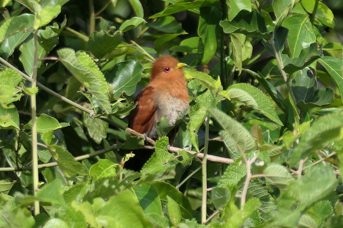 Little Cuckoo - ML641356669