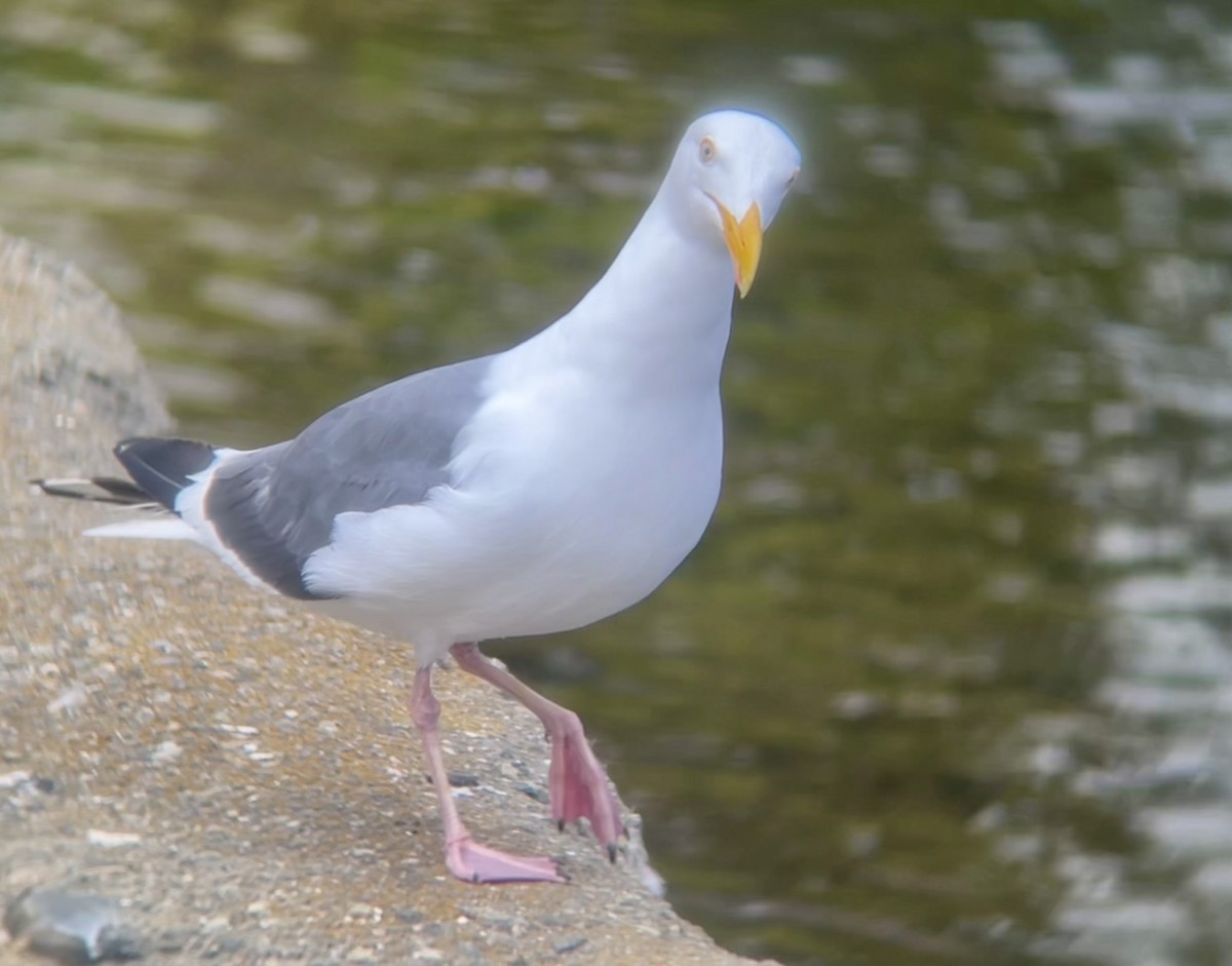 Western Gull - ML641356673