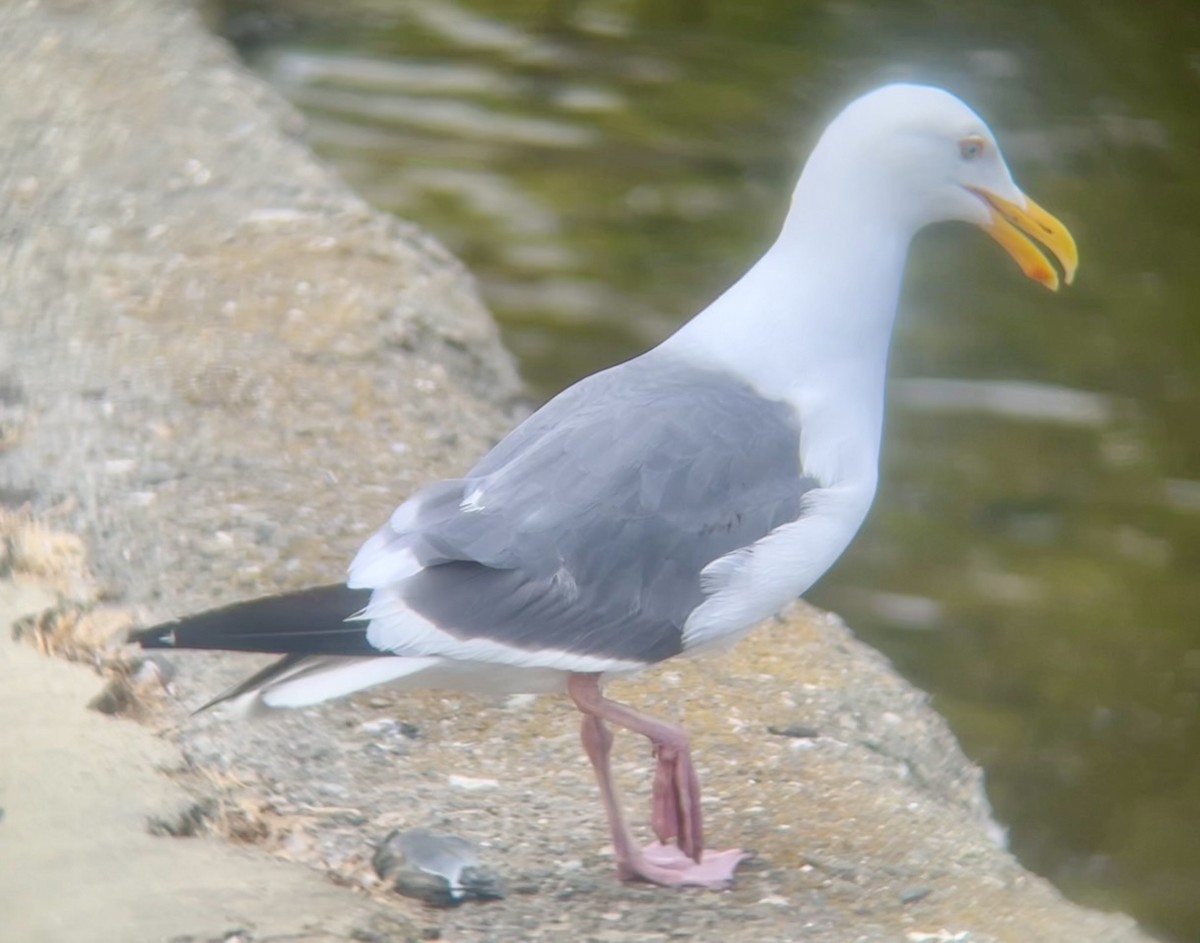 Western Gull - ML641356674