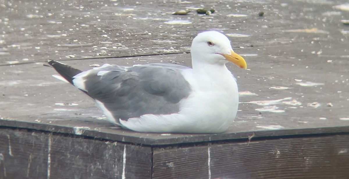 Western Gull - ML641356675