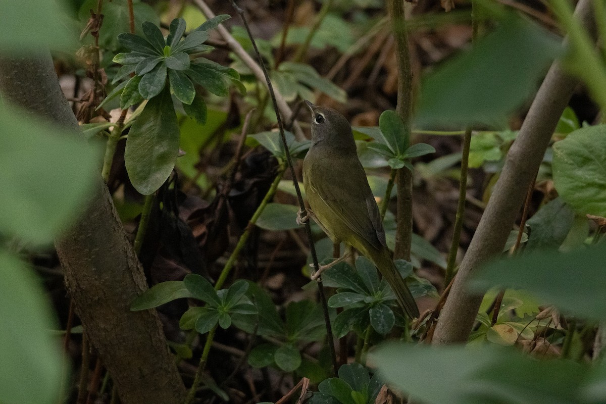 MacGillivray's Warbler - ML641356677