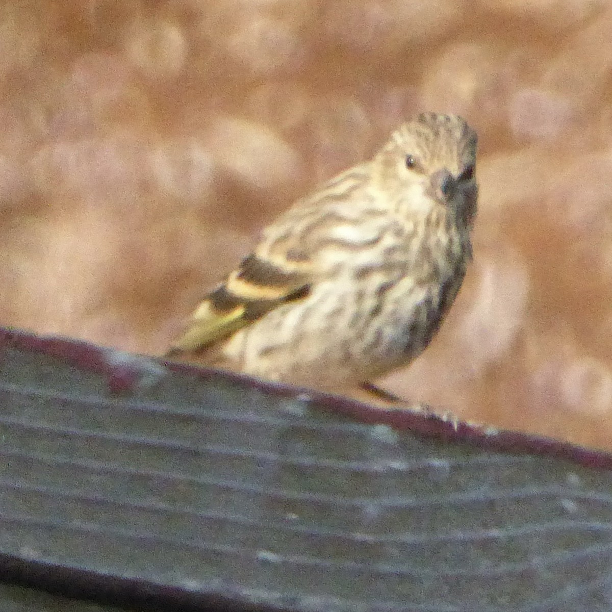 Pine Siskin - ML641356689