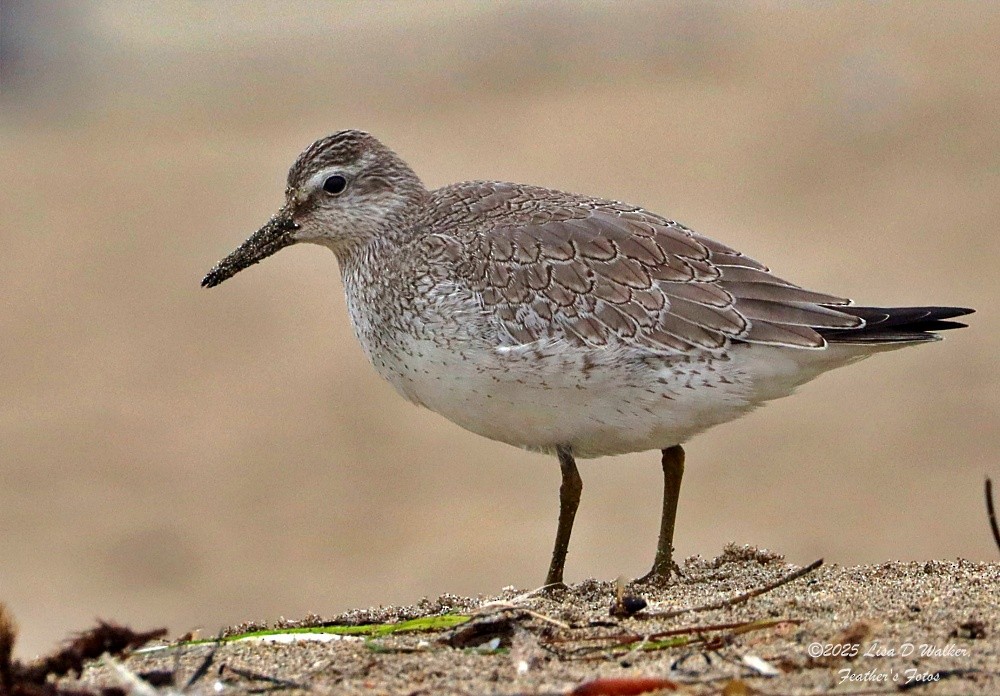 polarsnipe - ML641356712