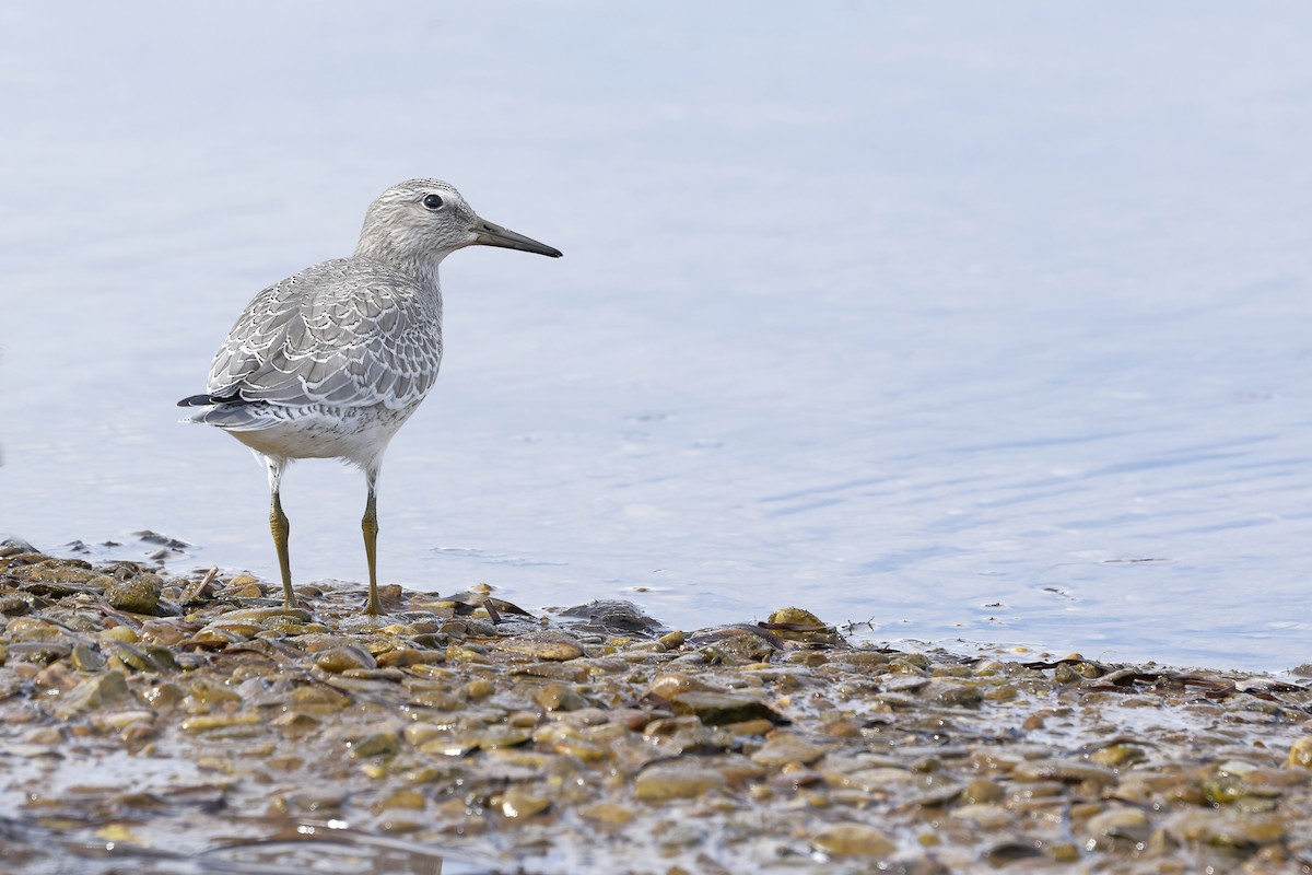 Red Knot - ML641356719