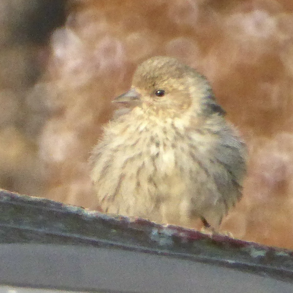 Pine Siskin - ML641356720