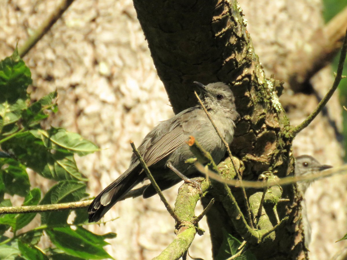 kattespottefugl - ML641356769