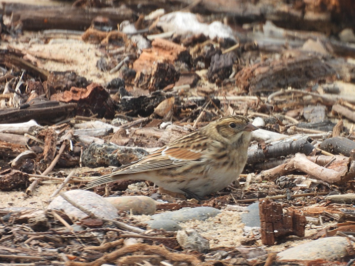 Lapland Longspur - ML641356777