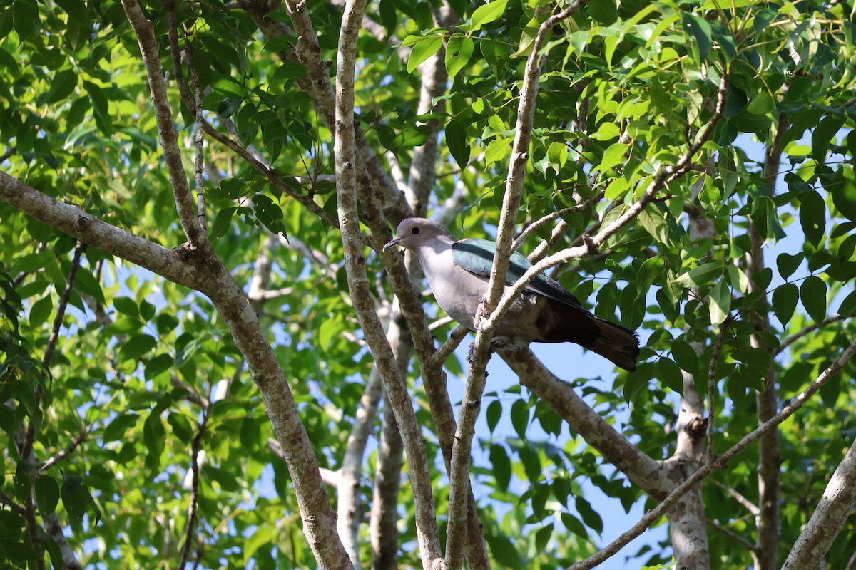 Green Imperial-Pigeon - ML641356784
