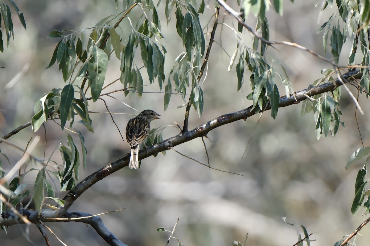 Chipping Sparrow - ML641356799