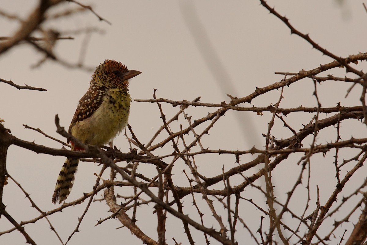 D'Arnaud's Barbet - ML641356846
